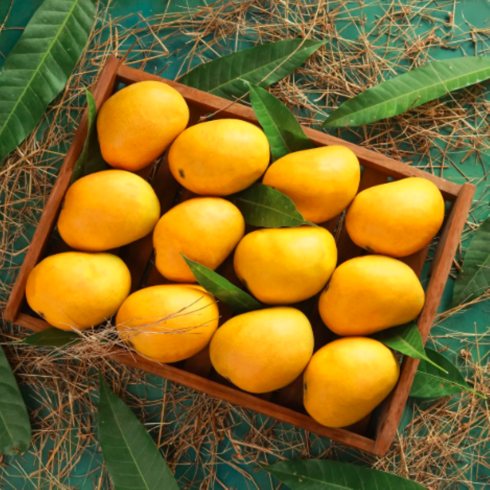 Alphonso Mango (Hapus)